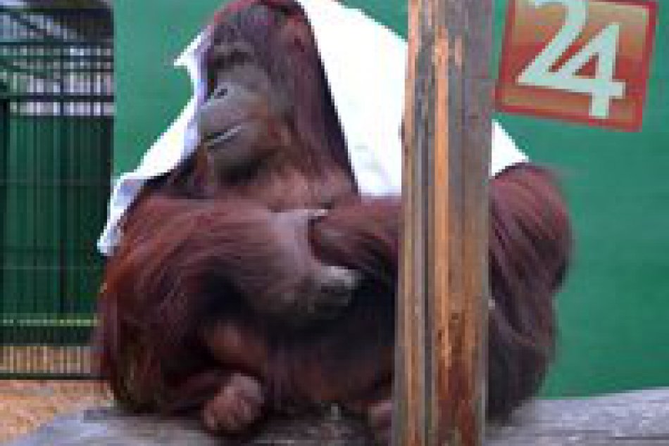 Módne kúsky orangutana z novoveskej zoo