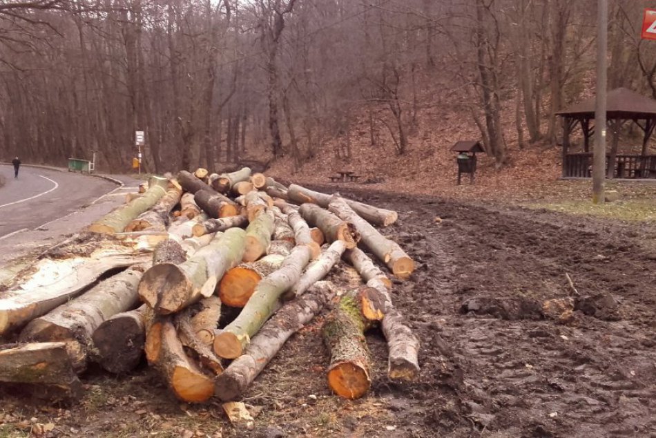 Bratislavské lesy - odstraňovanie dreva