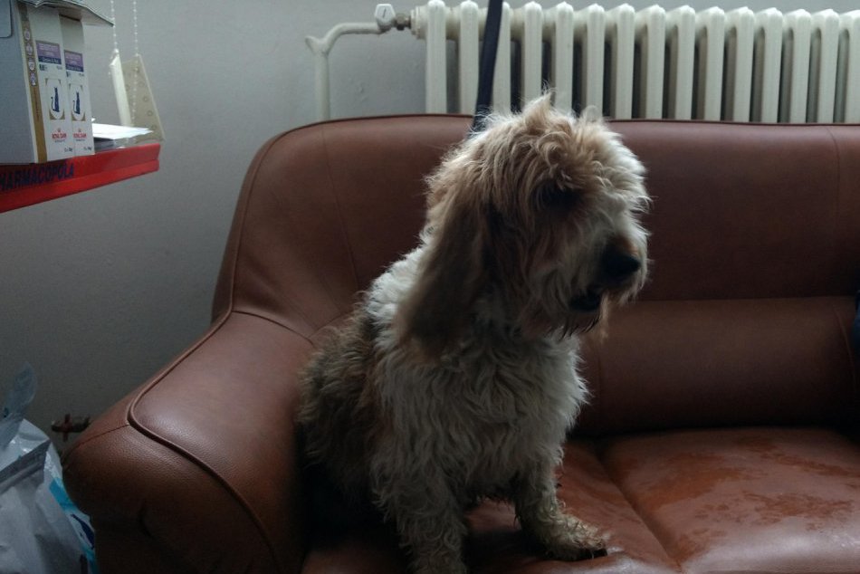 OBRAZOM: Veterinár zo Spišskej chová psa, akého ste asi ešte ani nikdy nestretli