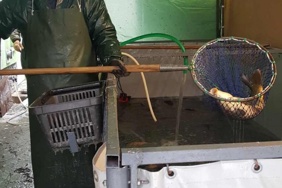Predaj vianočných rýb je v plnom prúde: Koľko zaplatíte za kapra?