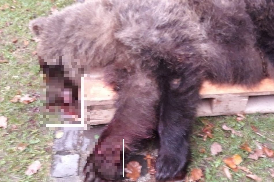 FOTO: Zrazený medveď v Prievidzi