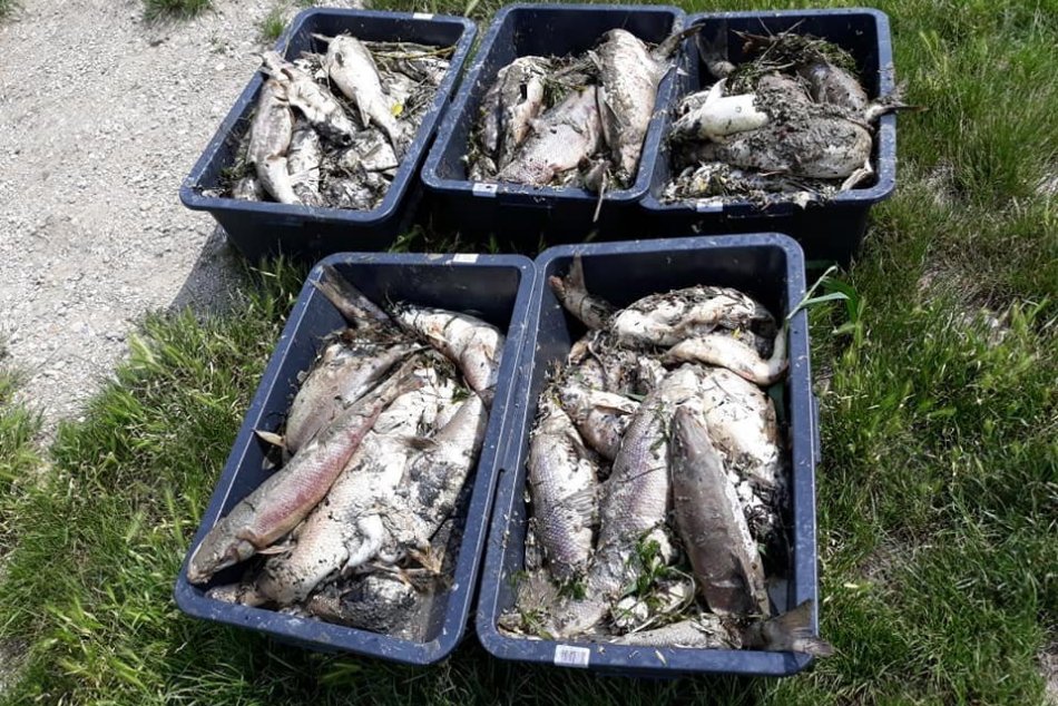 Uhynuté ryby v Malom Dunaji