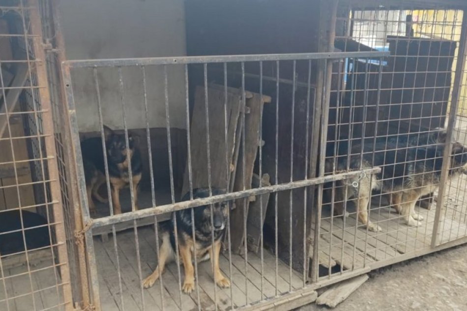 V OBRAZOCH: Chovateľ psov zo Zvolena čelí obvineniu