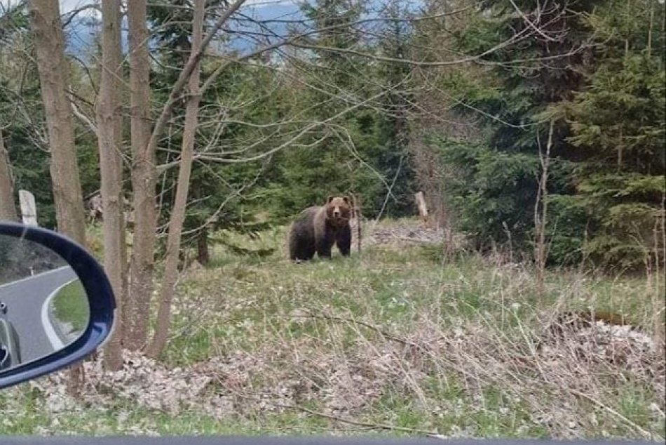 Objektívom: Medveď pózoval vodičovi pred autom len pár metrov ďalej
