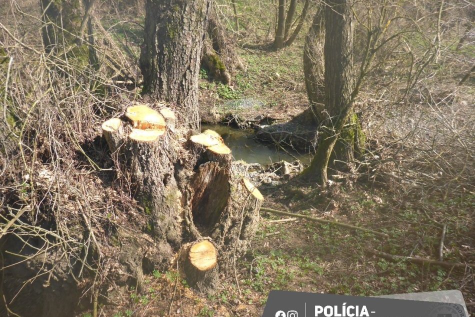 V OBRAZOCH: Vyrúbané stromy na juhu Slovenska