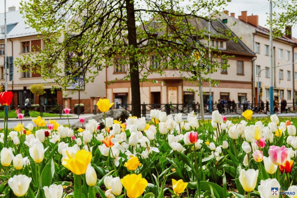 Objektívom: Tulipány v Poprade skrášľujú mesto vo viacerých lokalitách