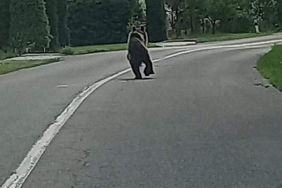 IN PICTURES: The bear ran through the streets of Detva
