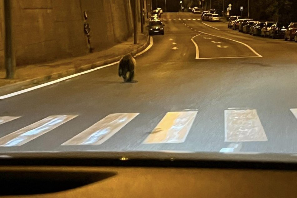 V OBRAZOCH: Medveď v uliciach nočnej Bystrice