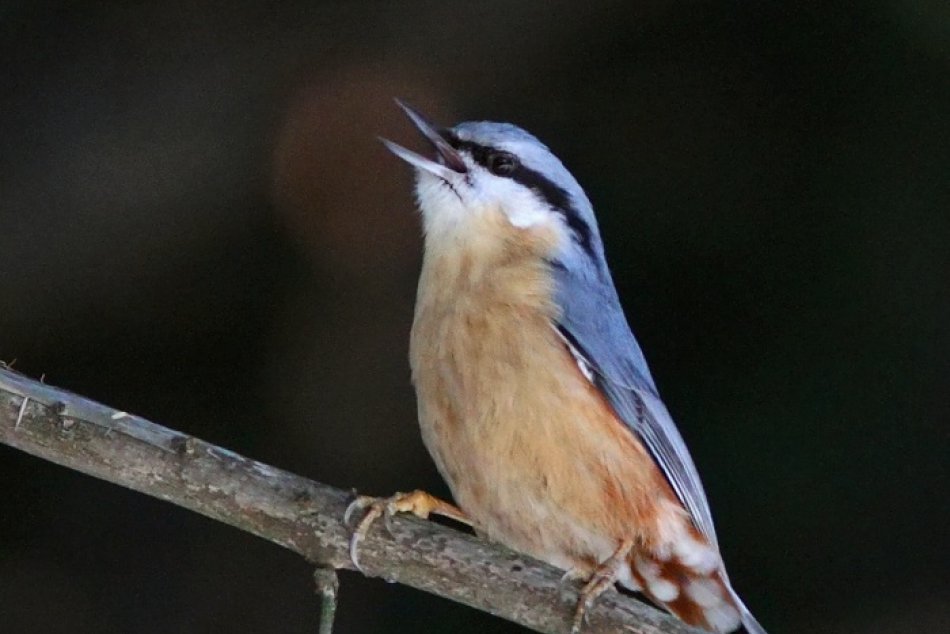 brhlik