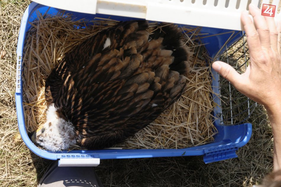 Opustené mláďa orla kráľovského neďaleko nášho mesta: Drobec dostal adoptívnych