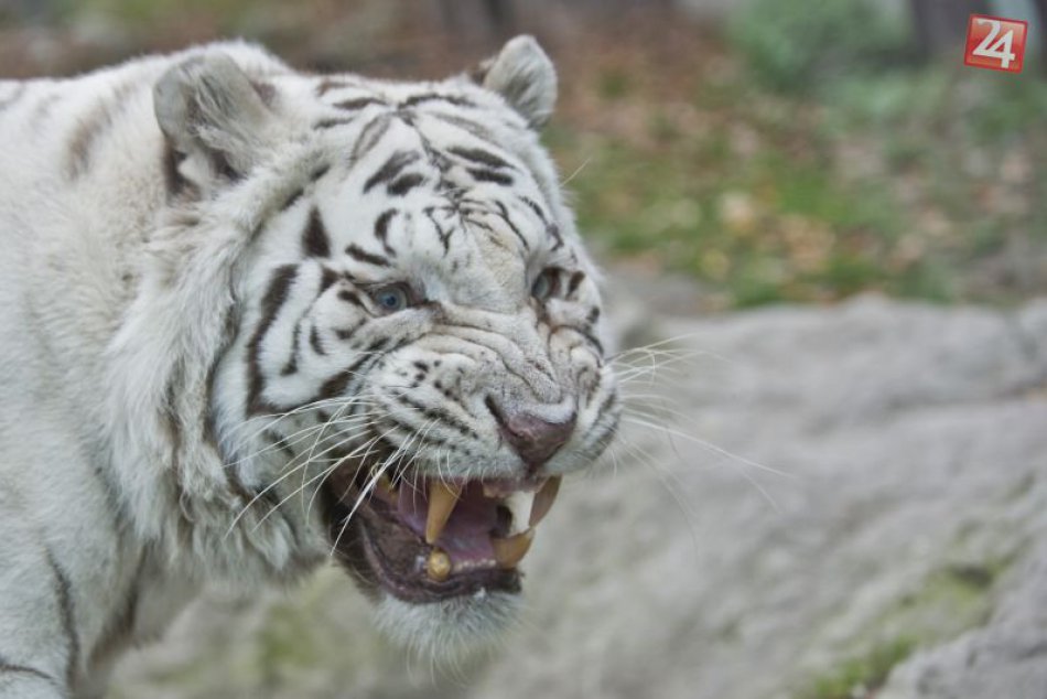 Tigre