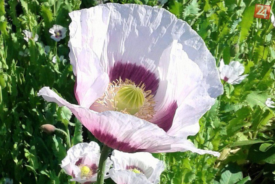 Kvety dovnutra