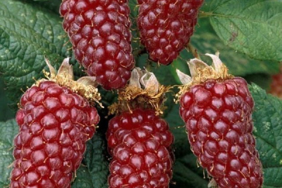 moruša