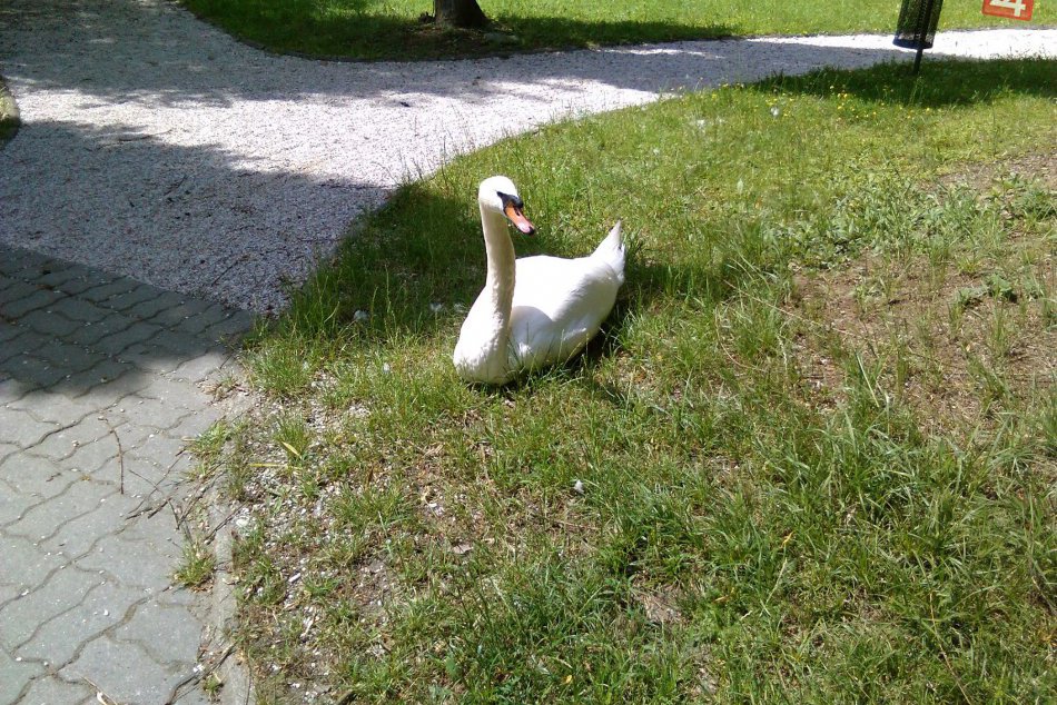 Mestský park má svojho správcu 14 rokov. Vďaka tomu je stále krásny