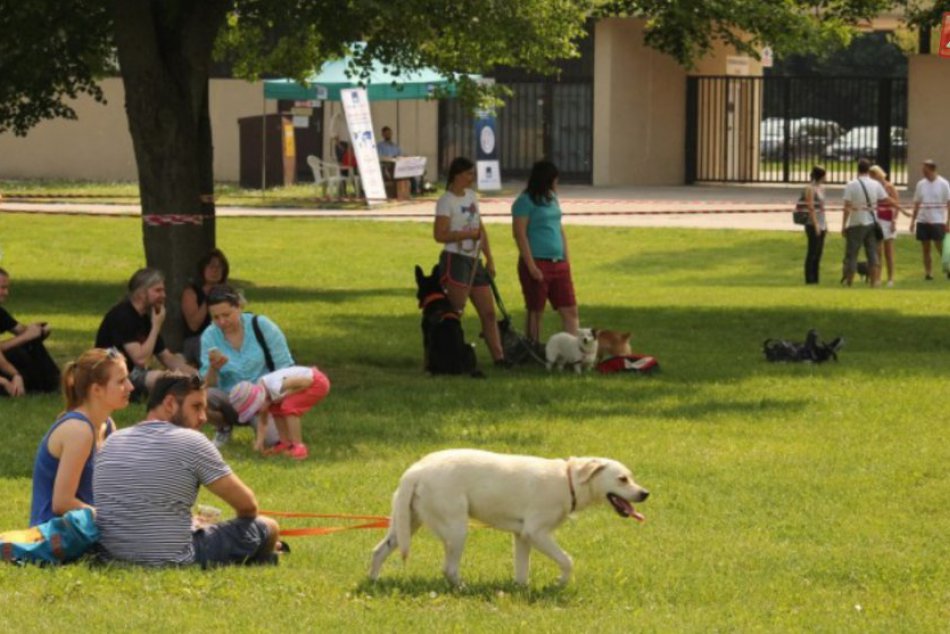 Festival psích športov 2016