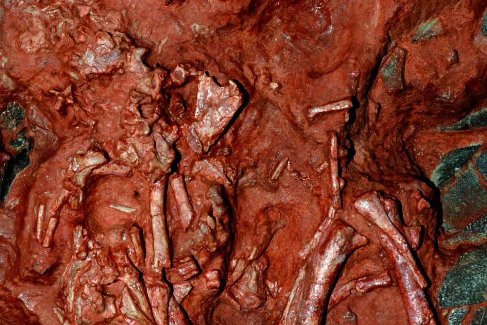 Rodák z Humenného v Číne: Stál pri objave nového druhu dinosaura! FOTO