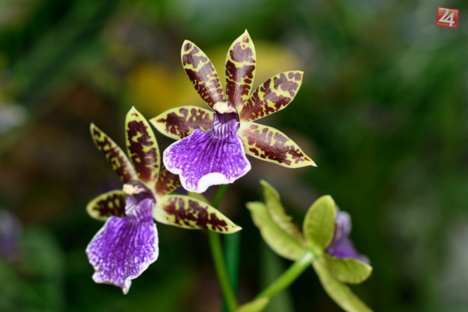 Farebná krása: V Botanickej záhrade v Nitre rozkvitli stovky orchideí, FOTO