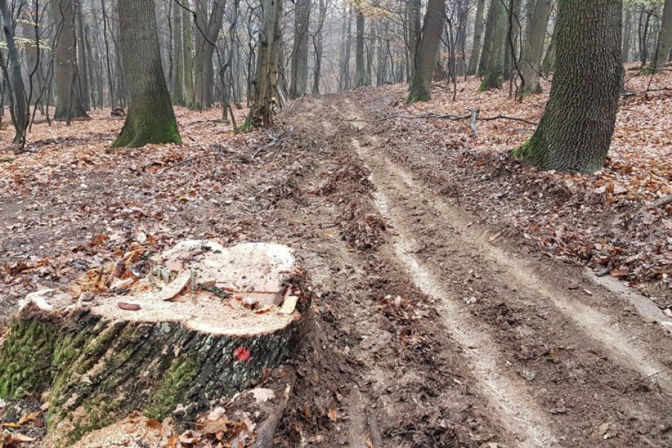 Ťažba v lesoch