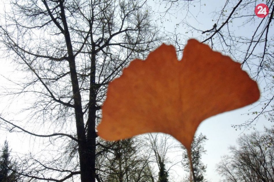 Ginko pri zámku v Bojniciach