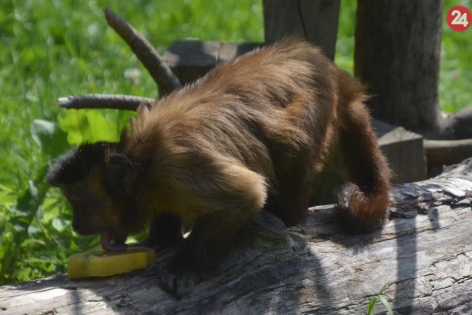 Ochladzovanie zvierat v zoo
