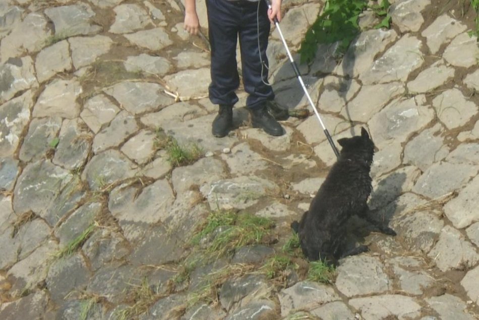 Vo vode bojoval o život: Psíka v Prešove zachránila mestská polícia