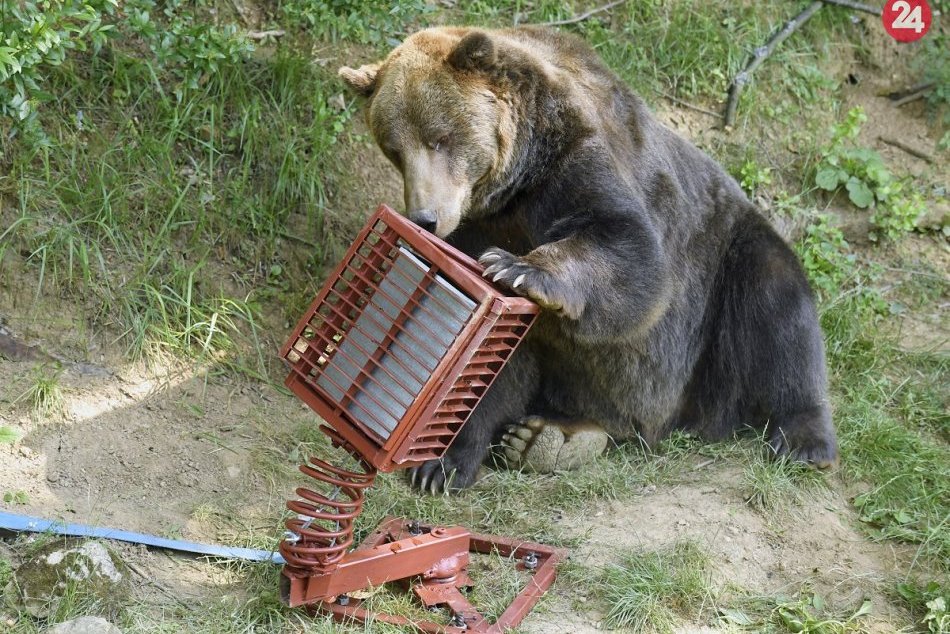 medveď testuje v KE zoo