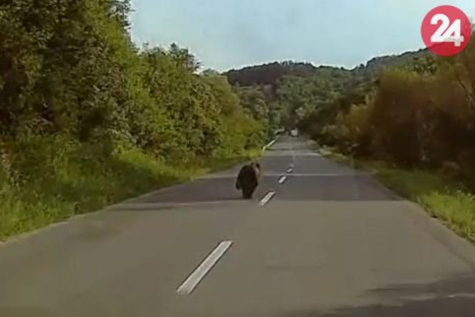 V OBRAZOCH: Marekovi vbehol do cesty medveď