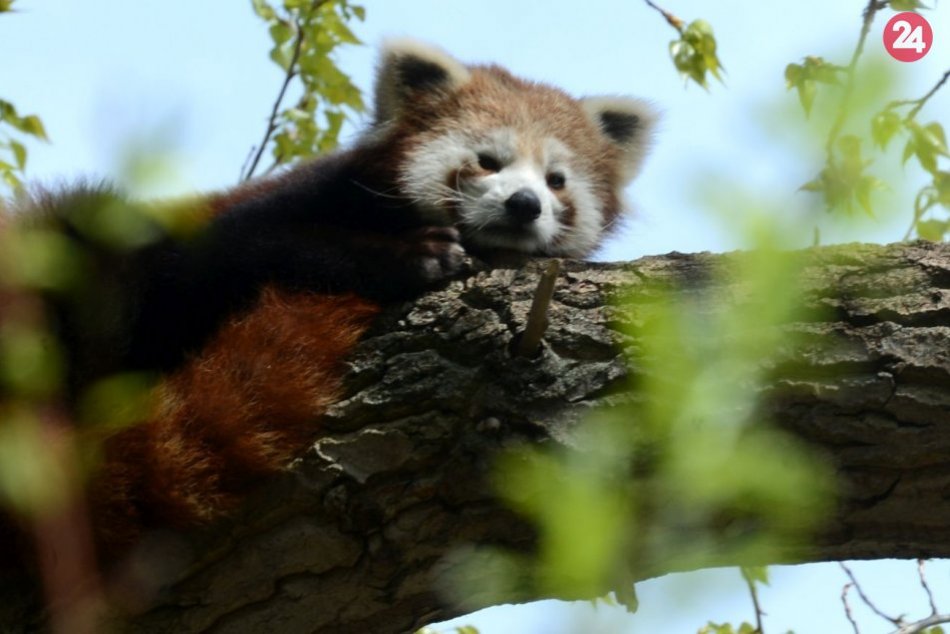 Panda červená