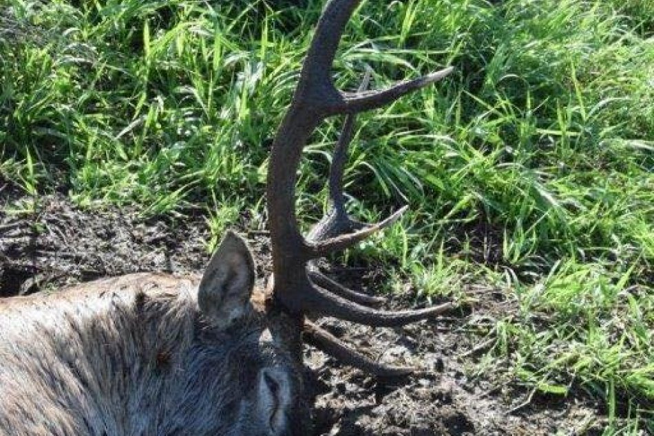 V OBRAZOCH: Neďaleko Revúcej vyčíňal pytliak. Zabil kráľa hôr