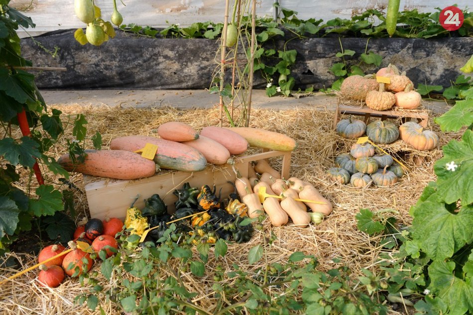 Farby a plody jesene: V Nitre otvoria najväčšiu zbierku čili papričiek, FOTO