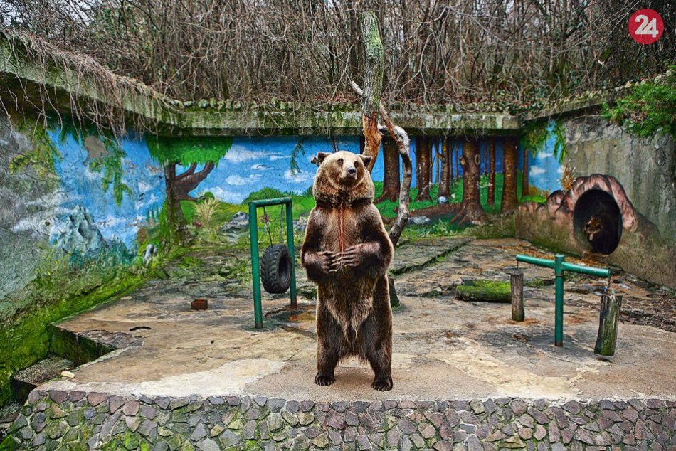 Medveď v ZOO Bratislava