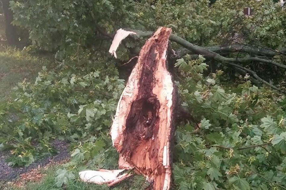 Víchrica v Bratislave povalila silné stromy
