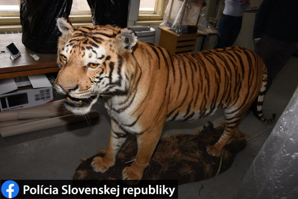 Zastrelil tigra, hrozí mu 5 rokov za mrežami