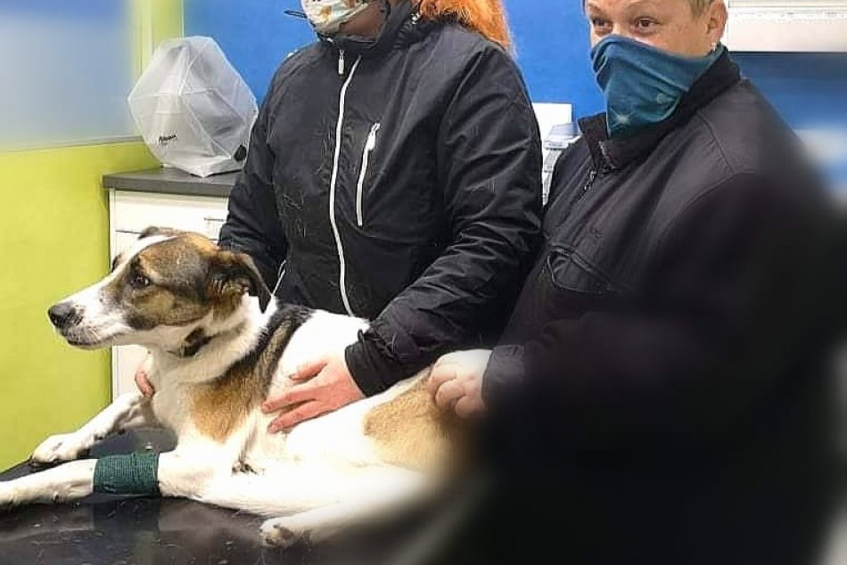 Stratená Kelly - sučka, ktorú hľadali 18 dní