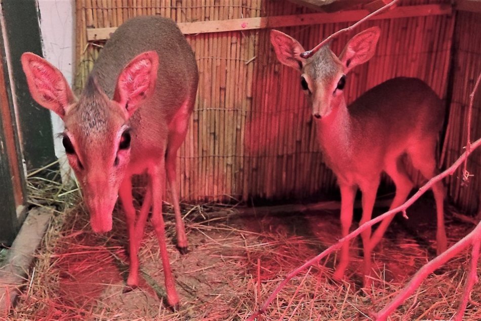 FOTO: V zoo Bojnice sa narodil samec dikdika Kirkovho, ktorý dostal meno Upa