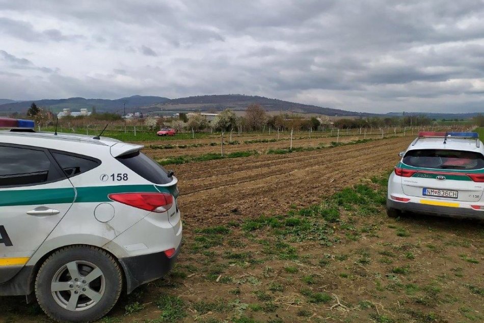FOTO: Z ovocnej škôlky v Moravskom Lieskovom ukradli 140 stromčekov