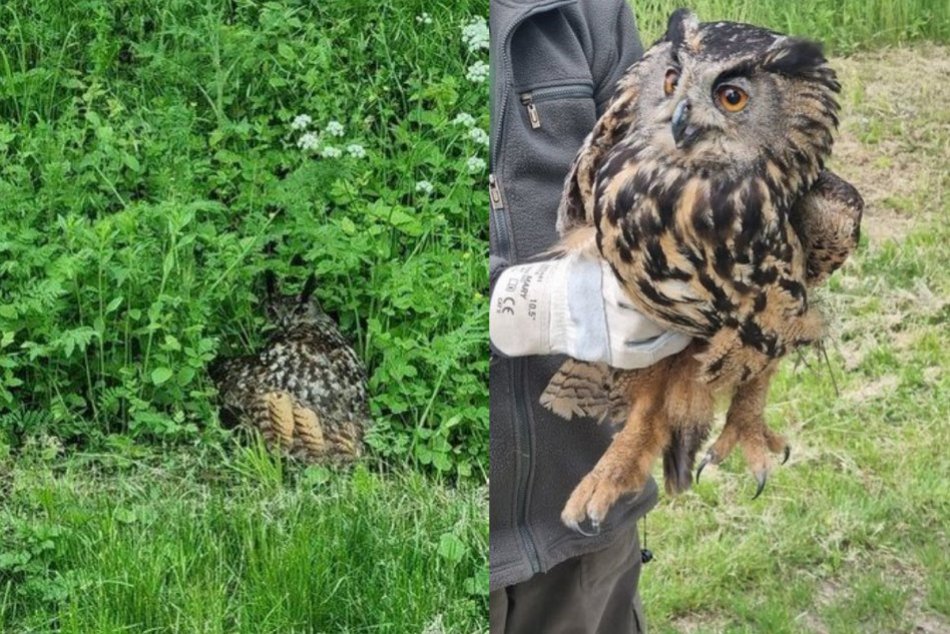 Zraneného výra skalného pomáhali zachrániť aj policajti