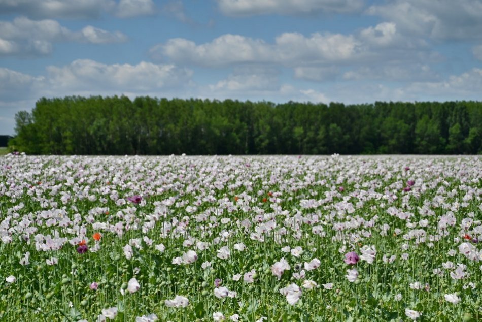 Raj pre fotografov: Neďaleko Trnavy rozkvitlo makové pole, FOTO