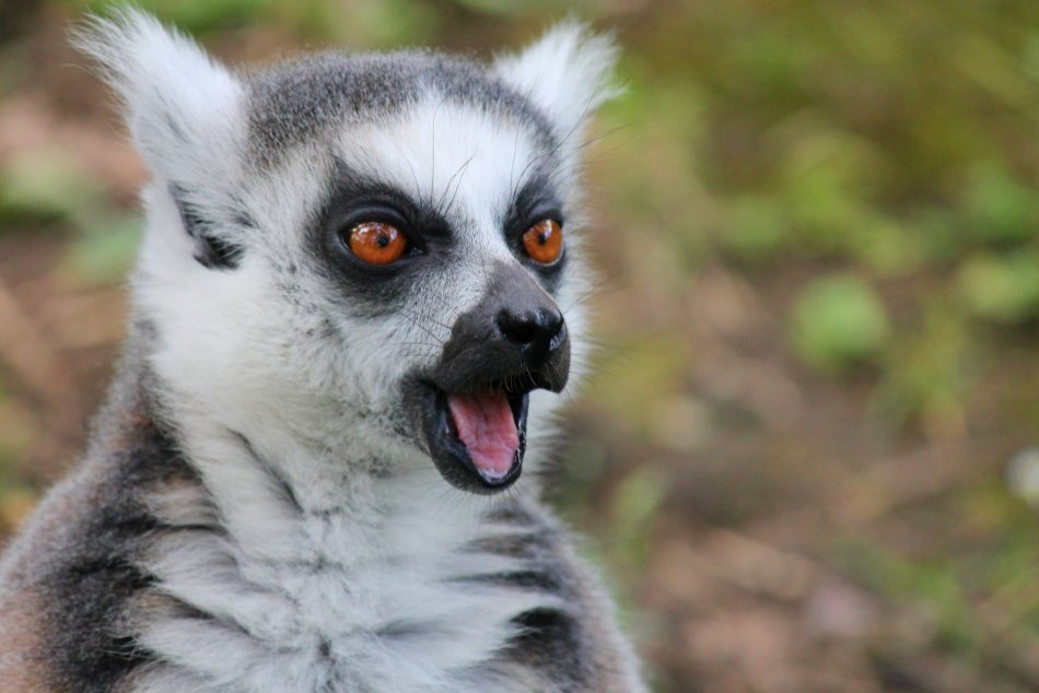 Madagaskar