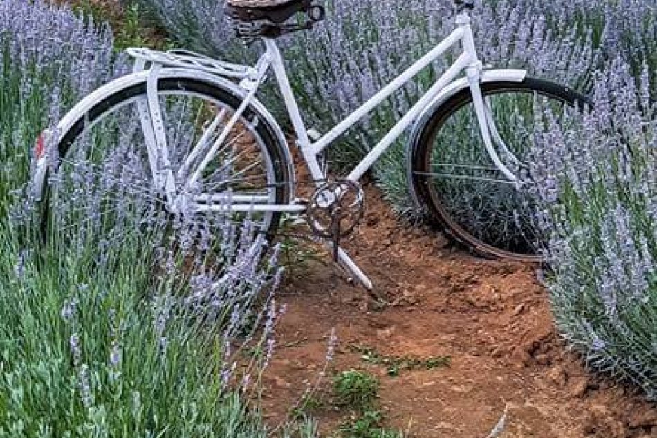 Levanduľová farma pri Nitre