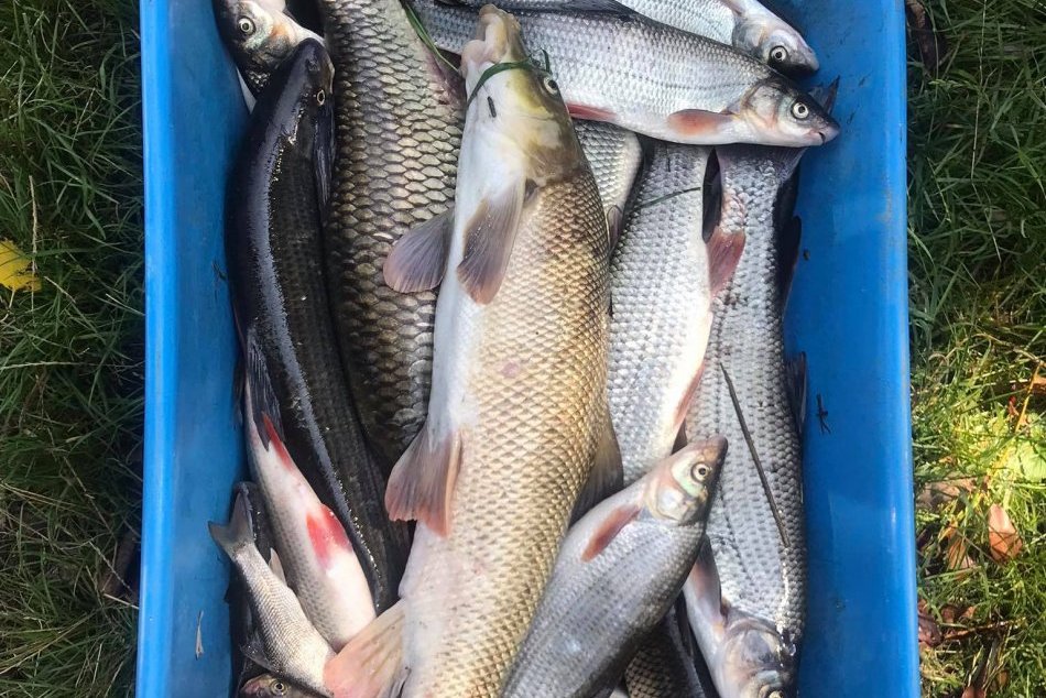 FOTO: Masívny úhyn rýb v Hrone pri Žiari