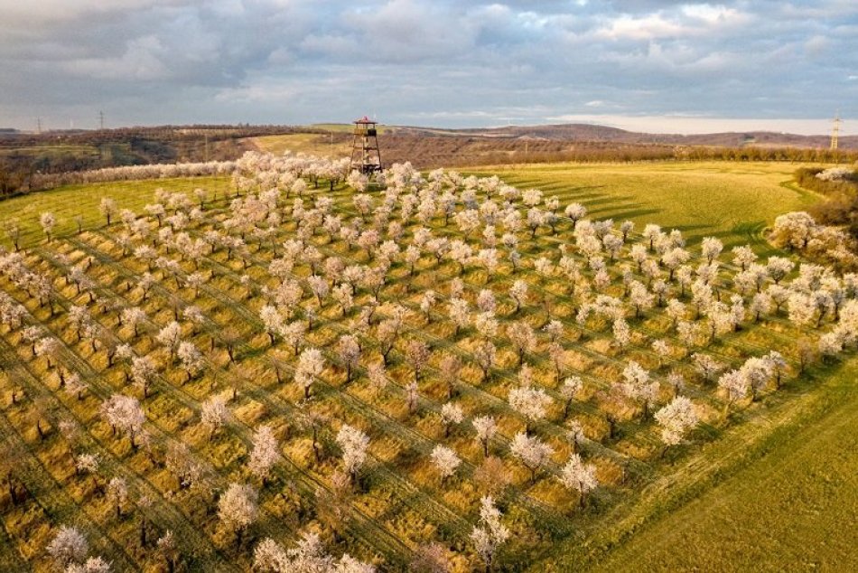 FOTO: Mandľovníkové sady na južnej Morave