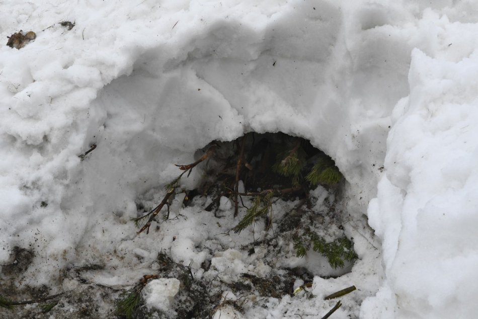 Objektívom: Medveďa v Tatrách zasypala lavína