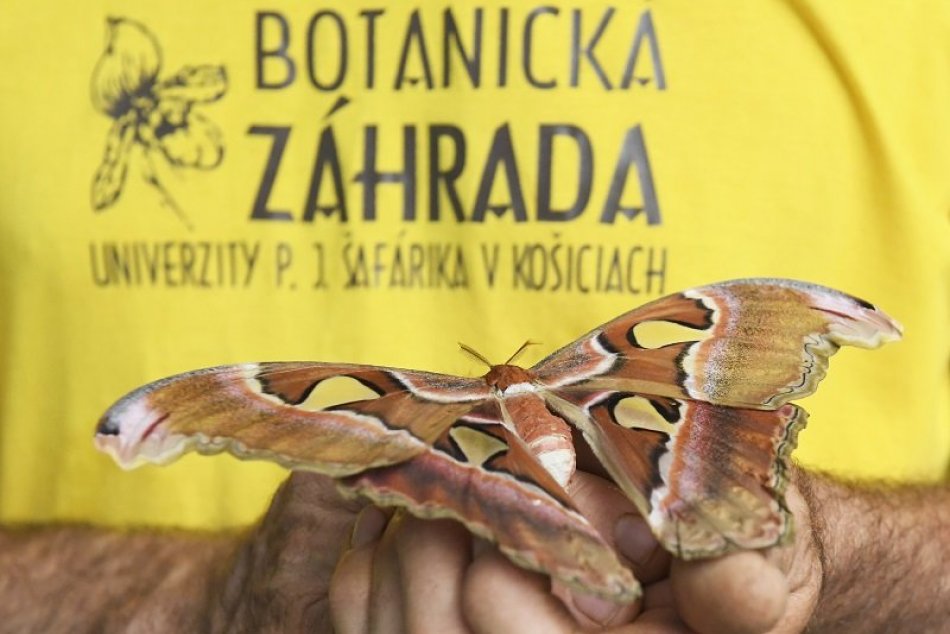 Výstava Motýle exotických trópov v Košiciach