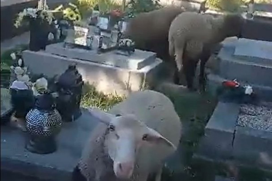 V OBRAZOCH: Ovce na cintoríne
